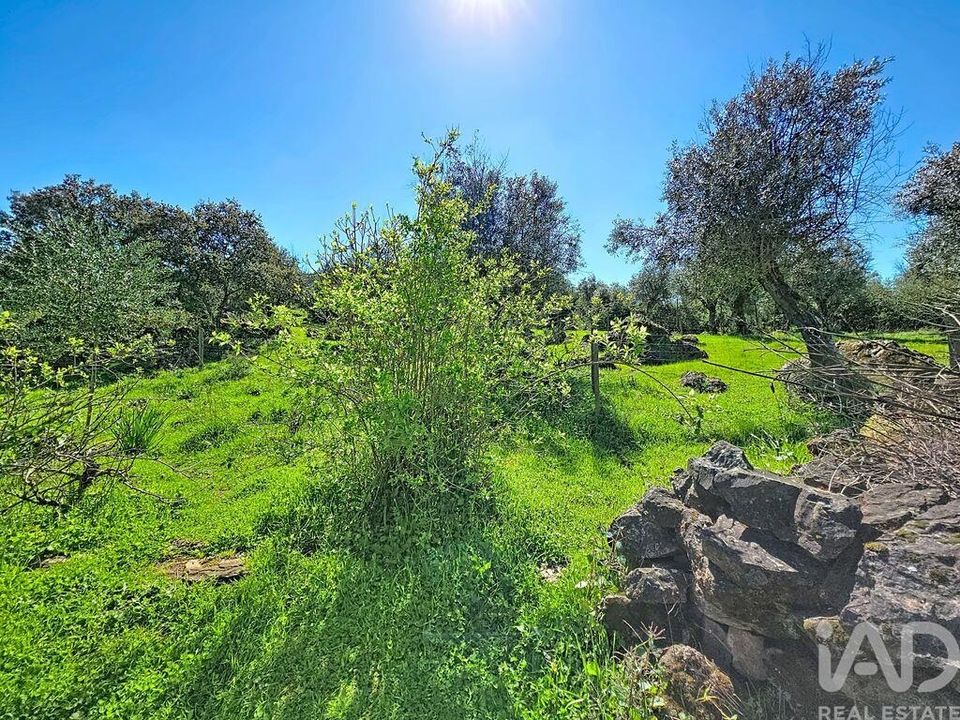 Farm i Borba, Evora - foto 4