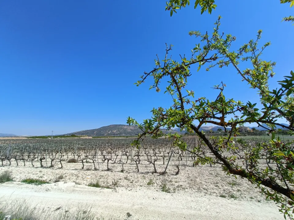 Villa i Pinoso, Alicante - foto 3