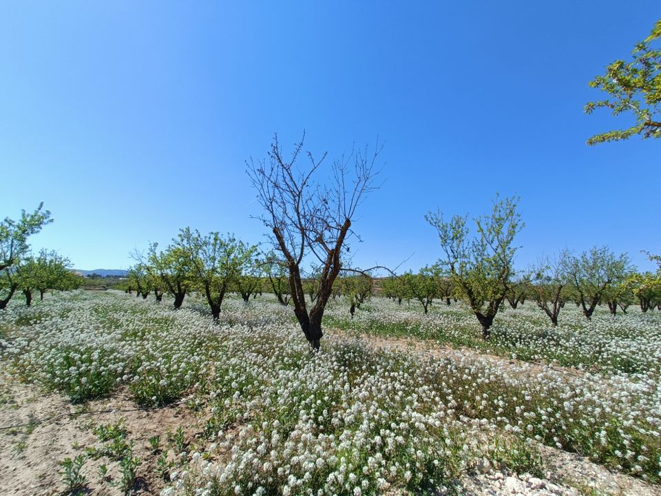 Villa i Pinoso, Alicante - foto 5