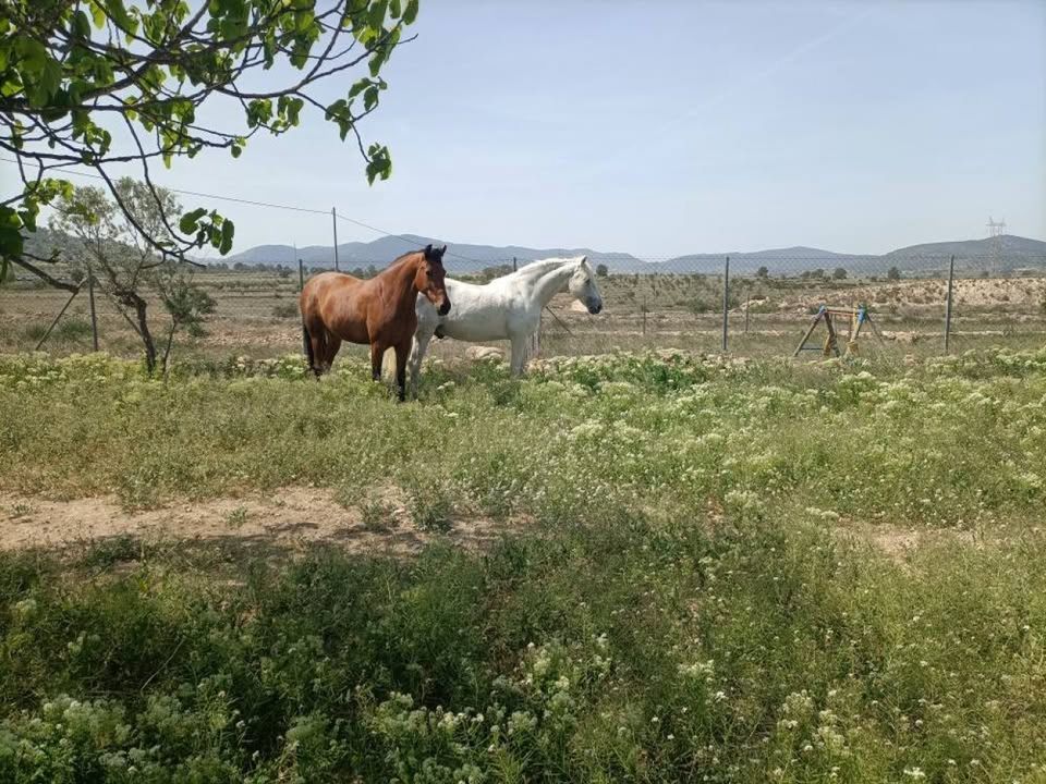 Casa rural em Monovar, Alicante - foto 2