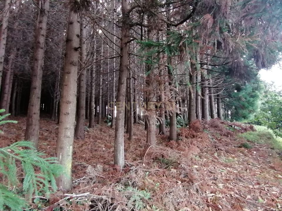 Helårsgrund i Porto Formoso, Sao Miguel - foto 2