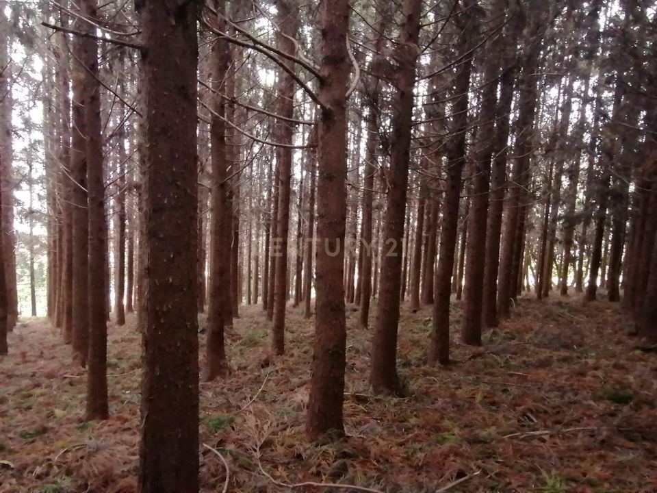 Helårsgrund i Porto Formoso, Sao Miguel - foto 3