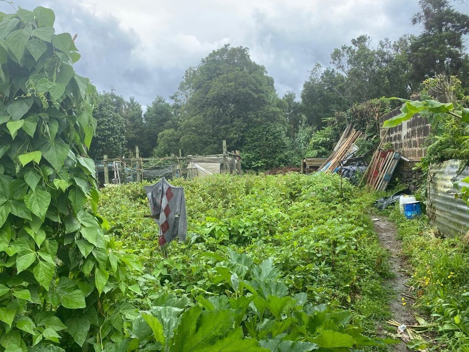 Helårsgrund i Lomba da Maia, Sao Miguel - foto 5
