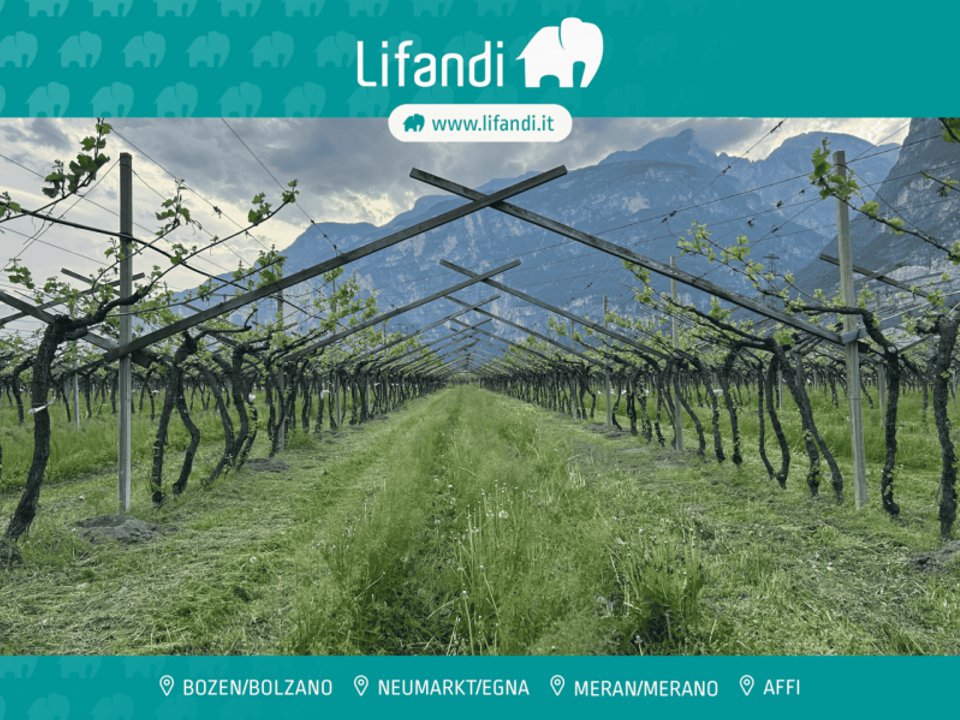 Tomt i Salorno sulla Strada del Vino, South Tyrol - bilde 1