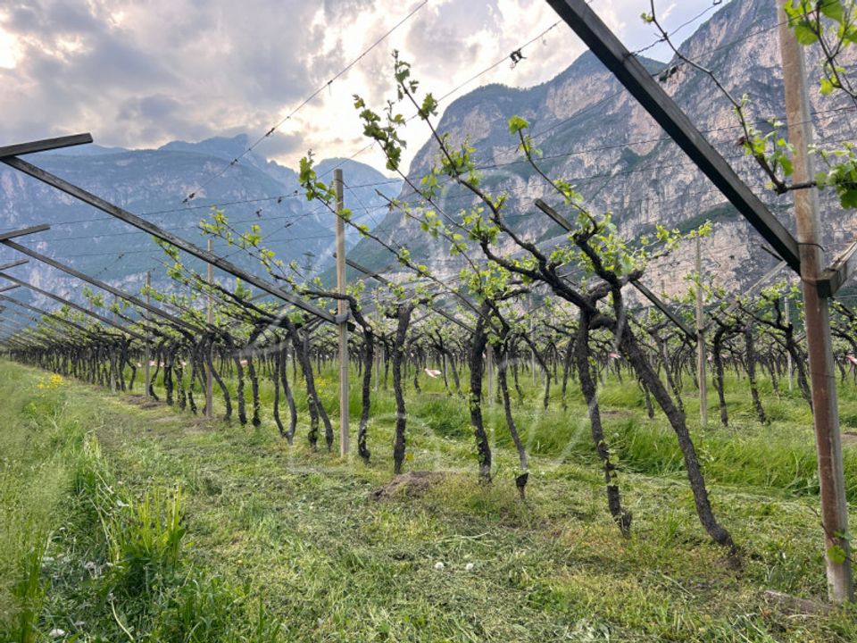 Tomt i Salorno sulla Strada del Vino, South Tyrol - bilde 2