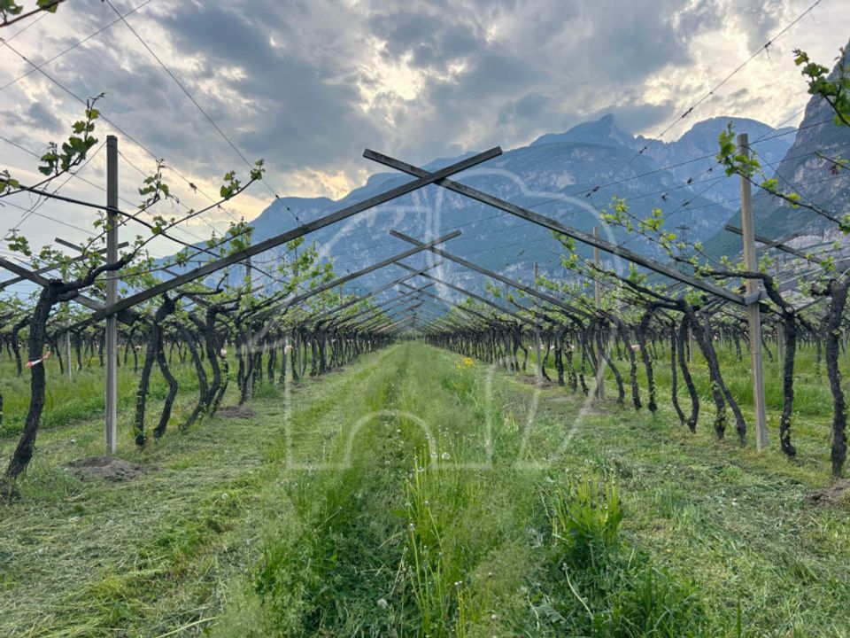 Tomt i Salorno sulla Strada del Vino, South Tyrol - bilde 4
