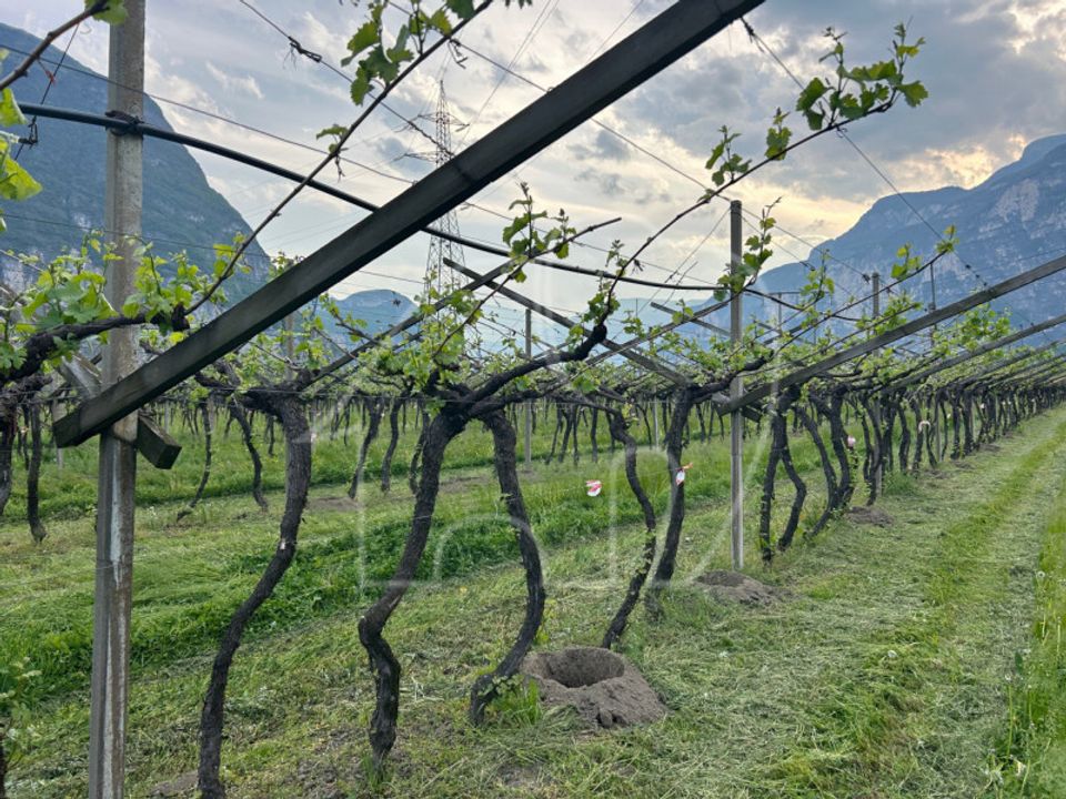 Tomt i Salorno sulla Strada del Vino, South Tyrol - bilde 5