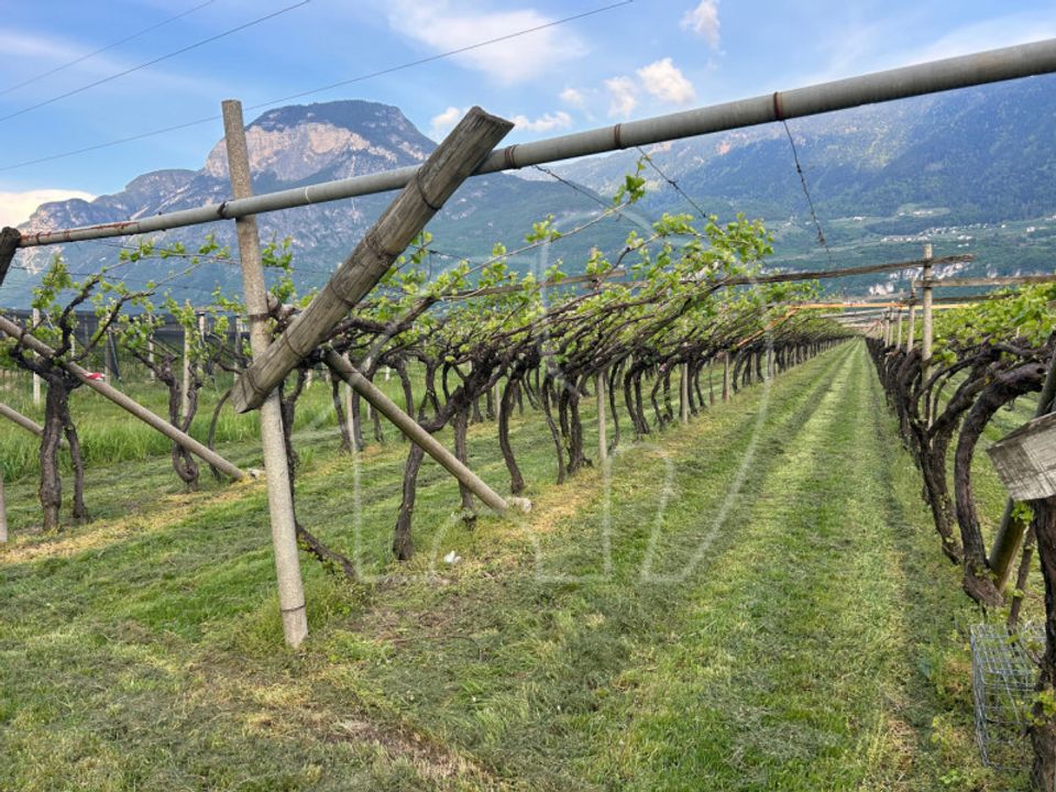 Helårsgrund i Salorno sulla Strada del Vino, South Tyrol - foto 2