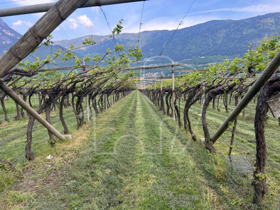 Helårsgrund i Salorno sulla Strada del Vino, South Tyrol - foto 3