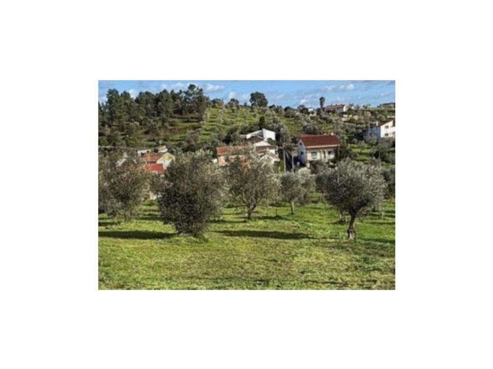 Terra a Mouriscas, Santarem - foto 3
