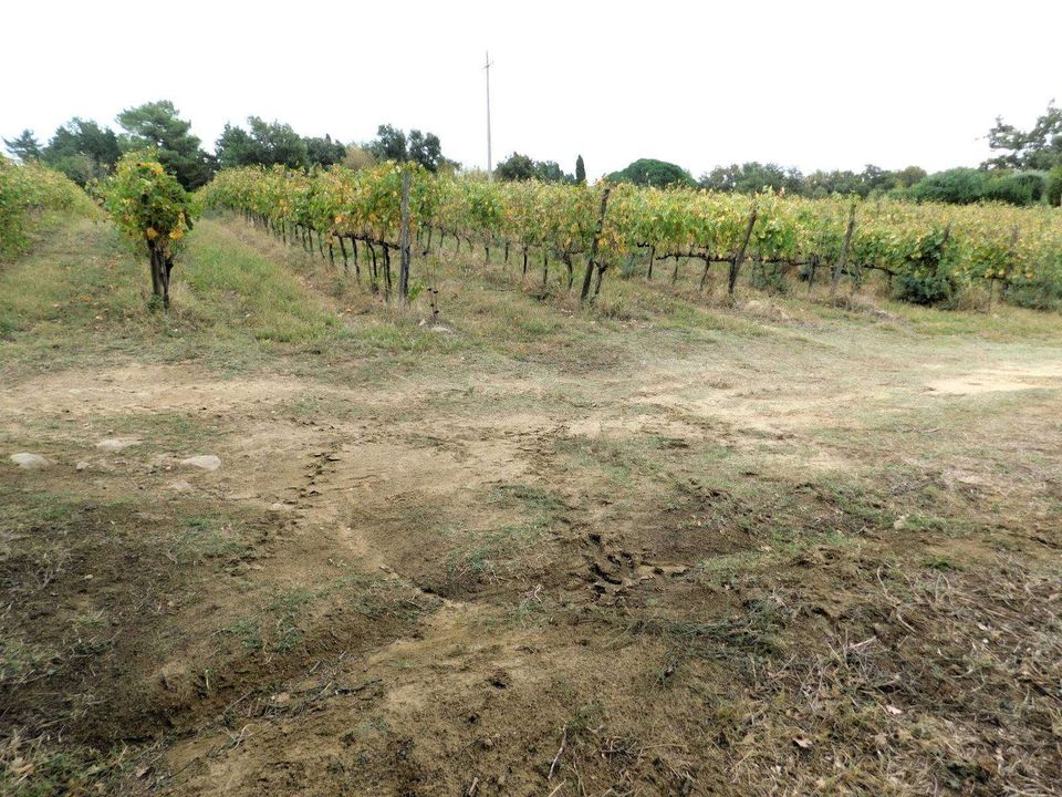 Gårdshus i Manciano, Grosseto - bilde 2