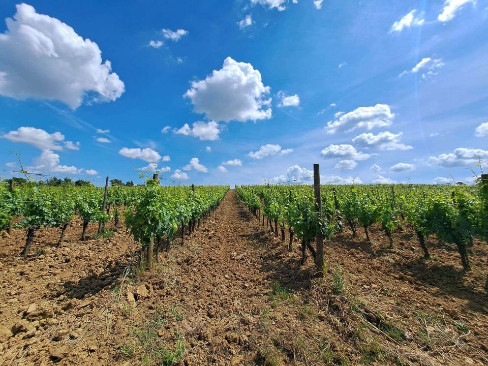 Tomt i Montepulciano, Siena - bilde 1