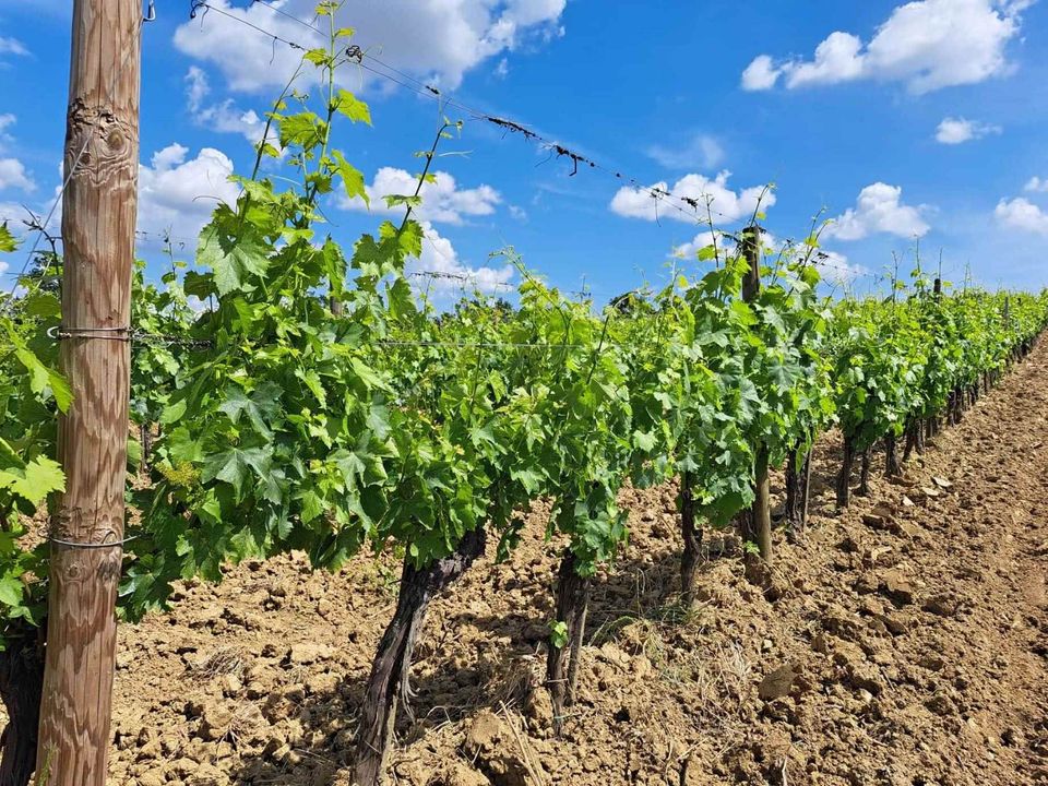 Tomt i Montepulciano, Siena - bilde 4