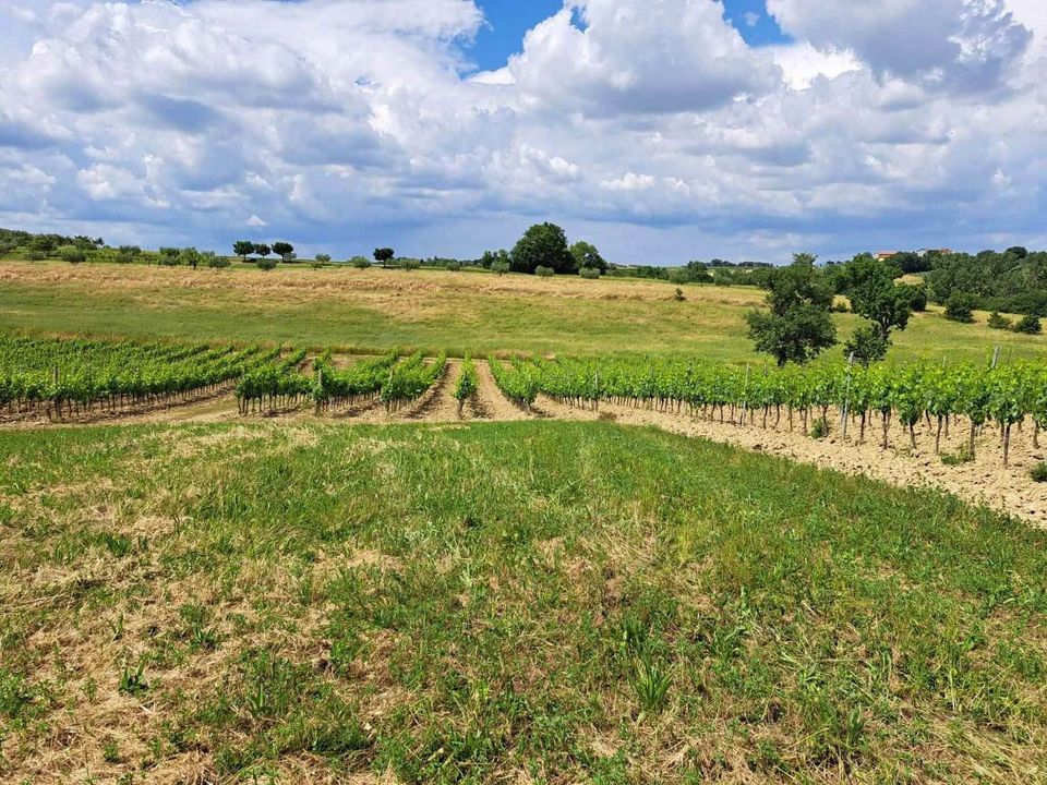 Tomt i Montepulciano, Siena - bilde 5