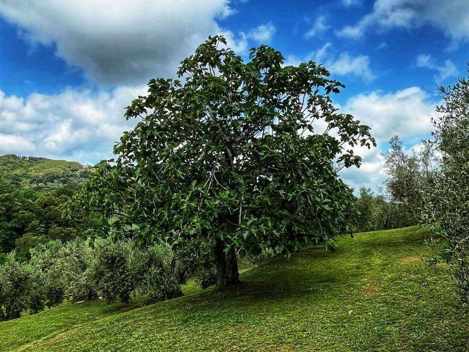 Farm hus i Castagneto Carducci, Livorno - foto 5
