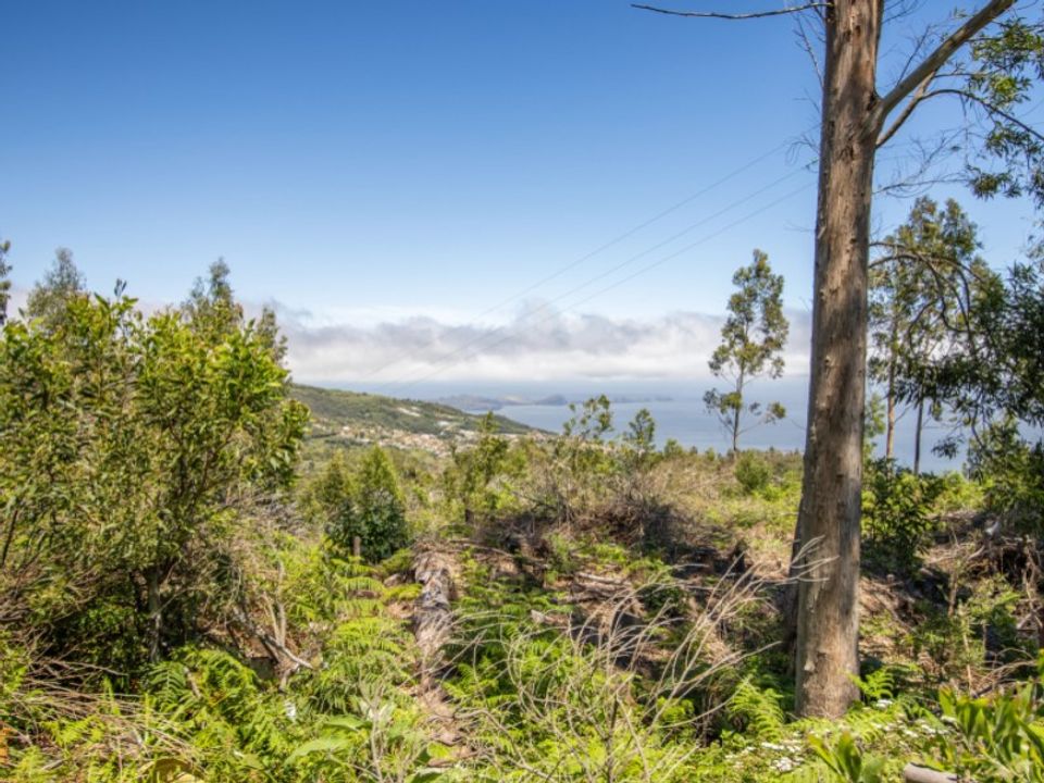 Tomt i Gaula, Madeira - bilde 4
