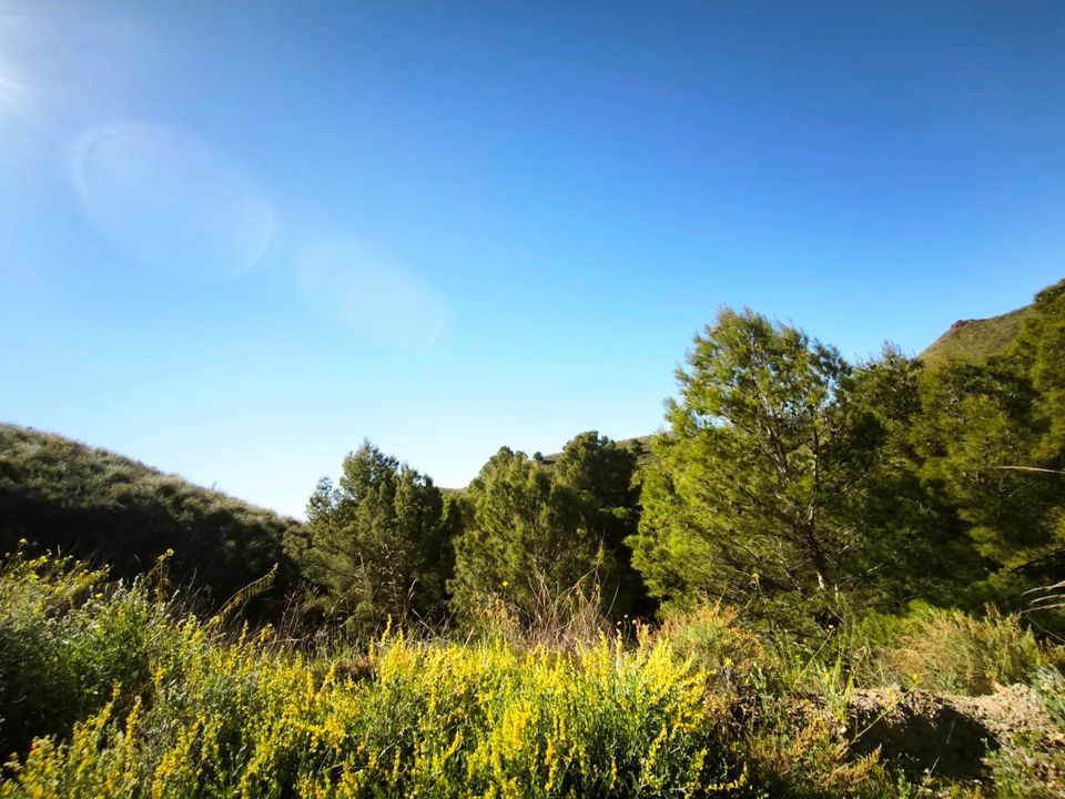 Terra a Lorca, Murcia - foto 3