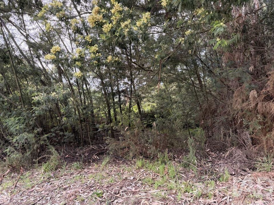 Helårsgrund i Santa Cruz, Madeira - foto 4