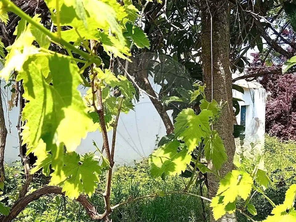 Farm hus i Coruche, Santarem - foto 2