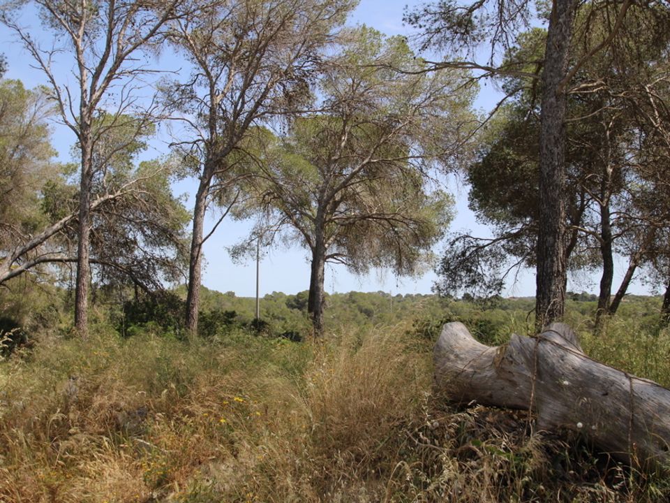 Helårsgrund i L'Arenal, Mallorca - foto 2