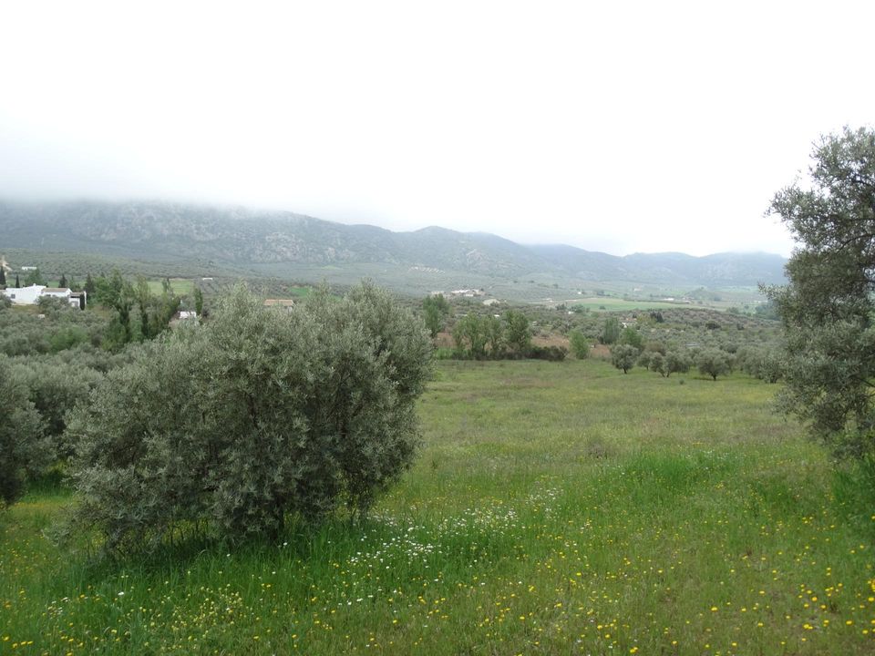 Helårsgrund i Antequera, Malaga - foto 3