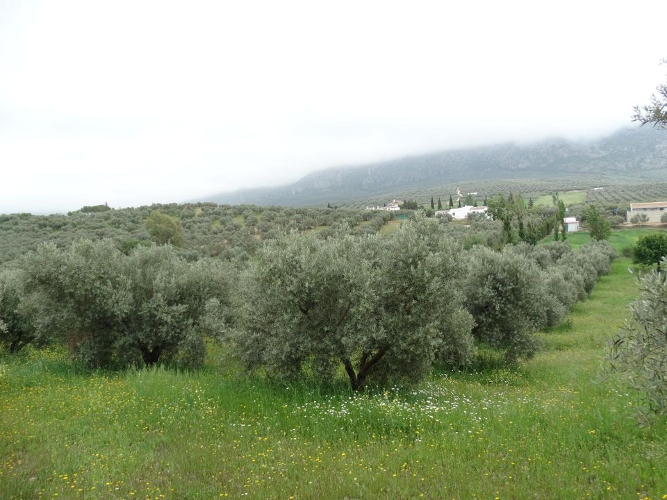 Helårsgrund i Antequera, Malaga - foto 4