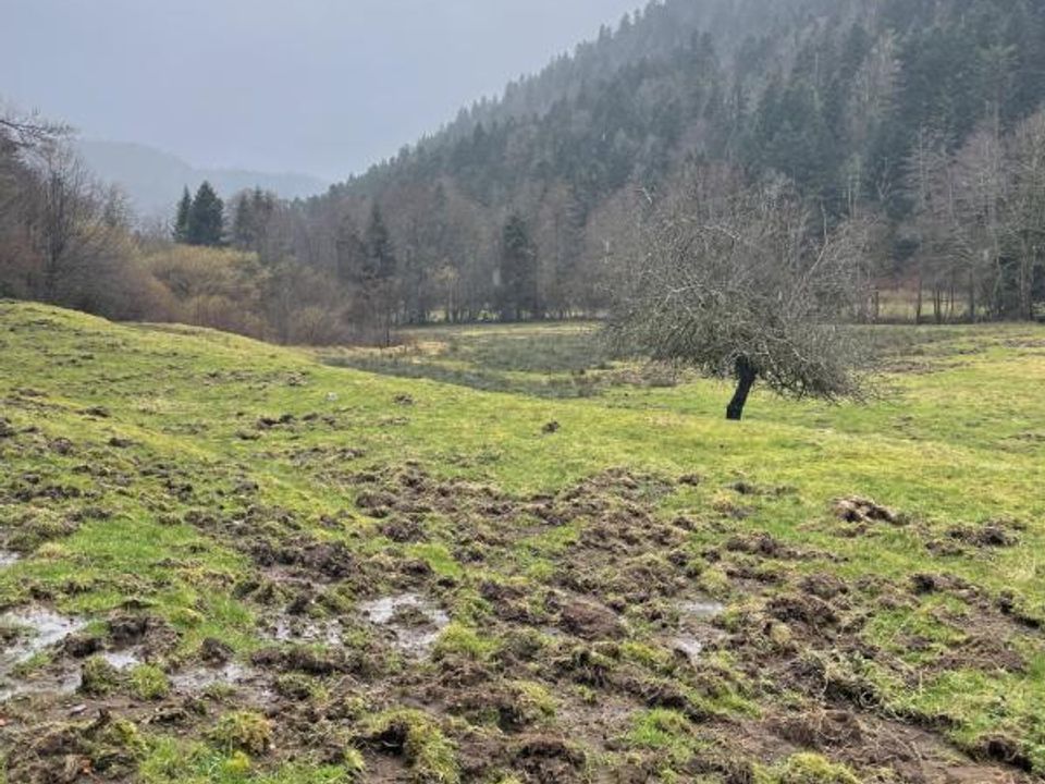 Farm i Servance, Haute-Saone - foto 5