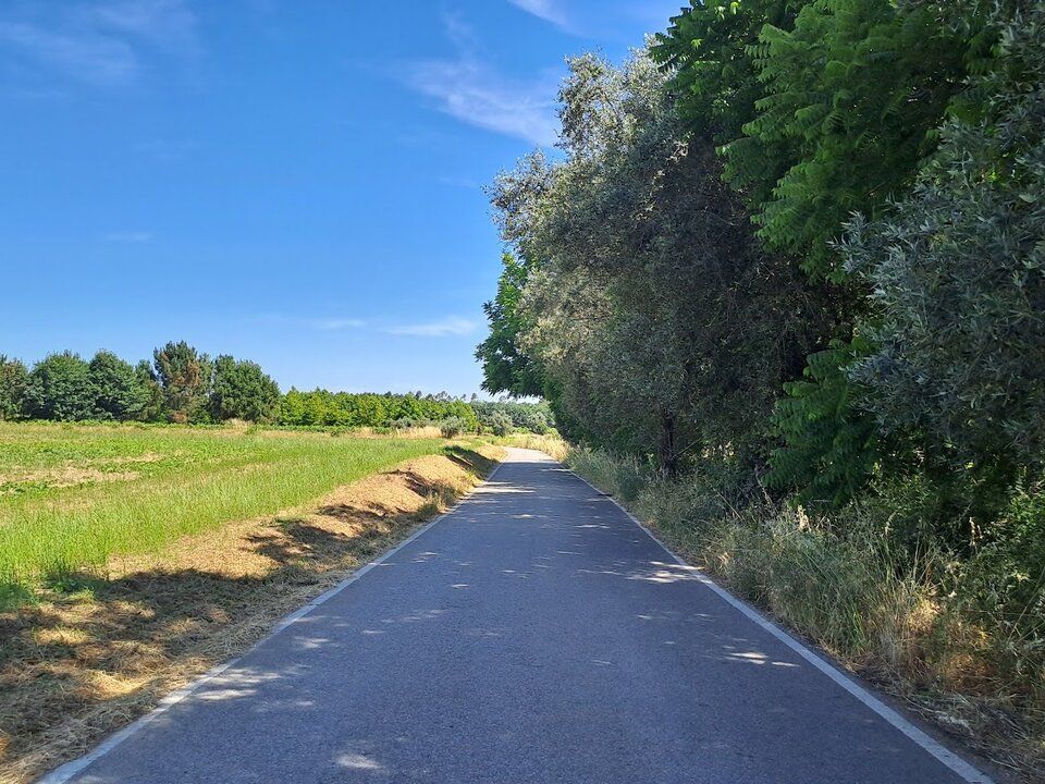 Helårsgrund i Anadia, Aveiro - foto 4