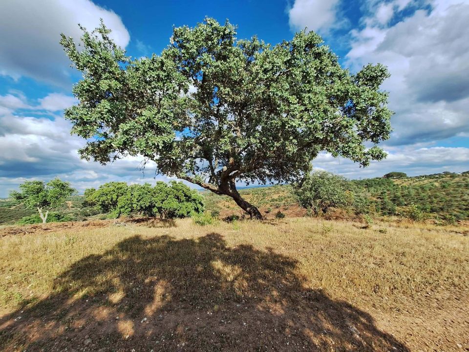 Helårsgrund i Vila Verde de Ficalho, Beja - foto 1