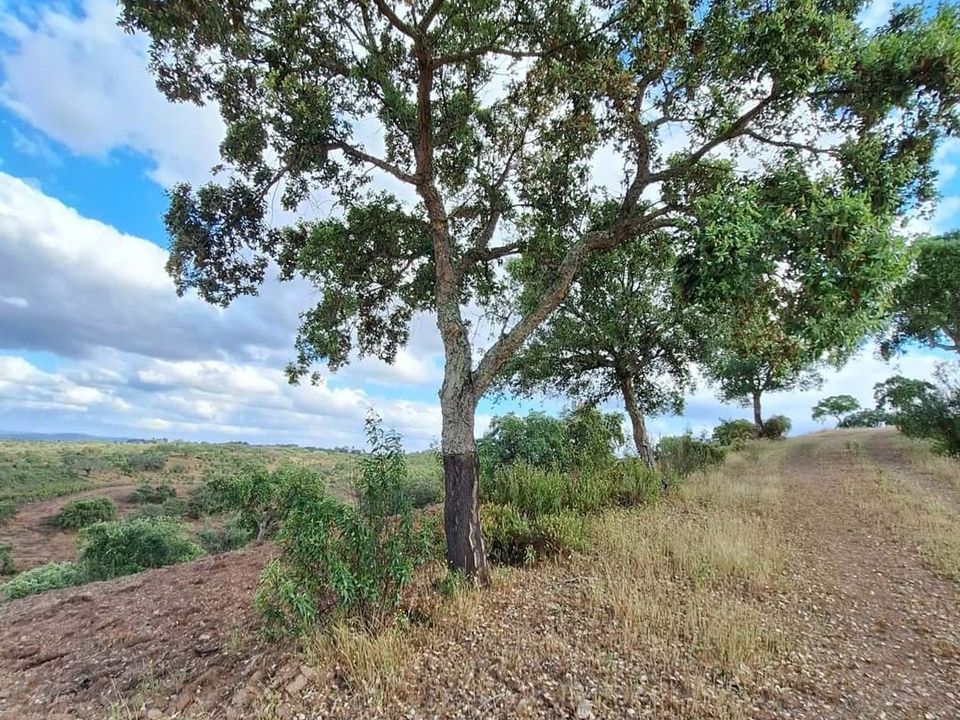 Helårsgrund i Vila Verde de Ficalho, Beja - foto 2