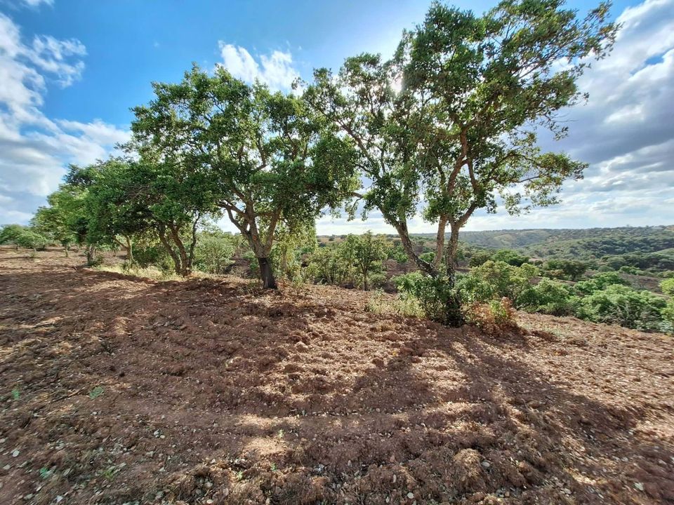 Helårsgrund i Vila Verde de Ficalho, Beja - foto 5