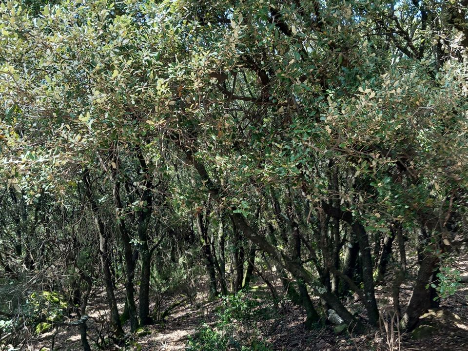 Helårsgrund i Vieussan, Herault - foto 2