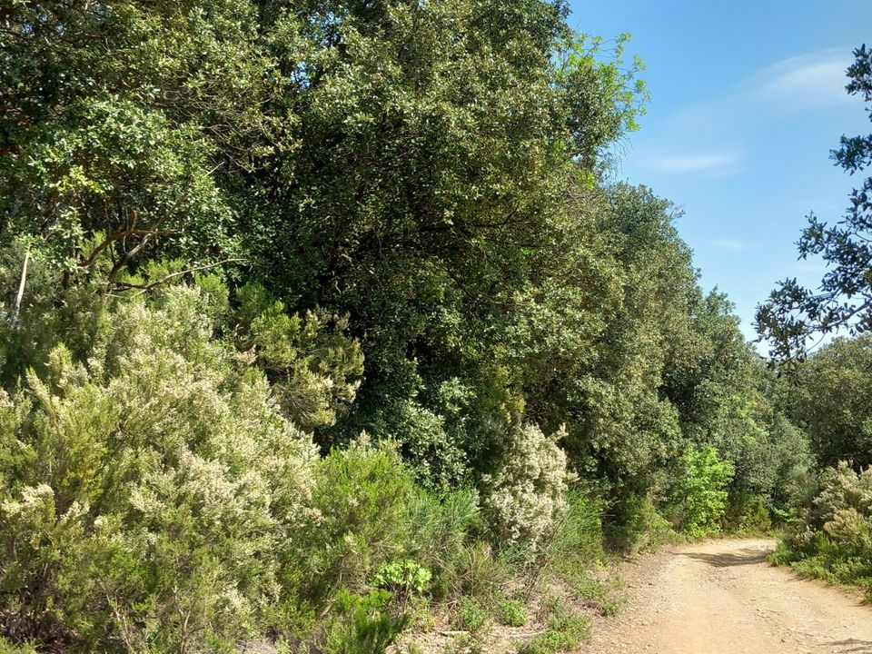 Helårsgrund i Vieussan, Herault - foto 3