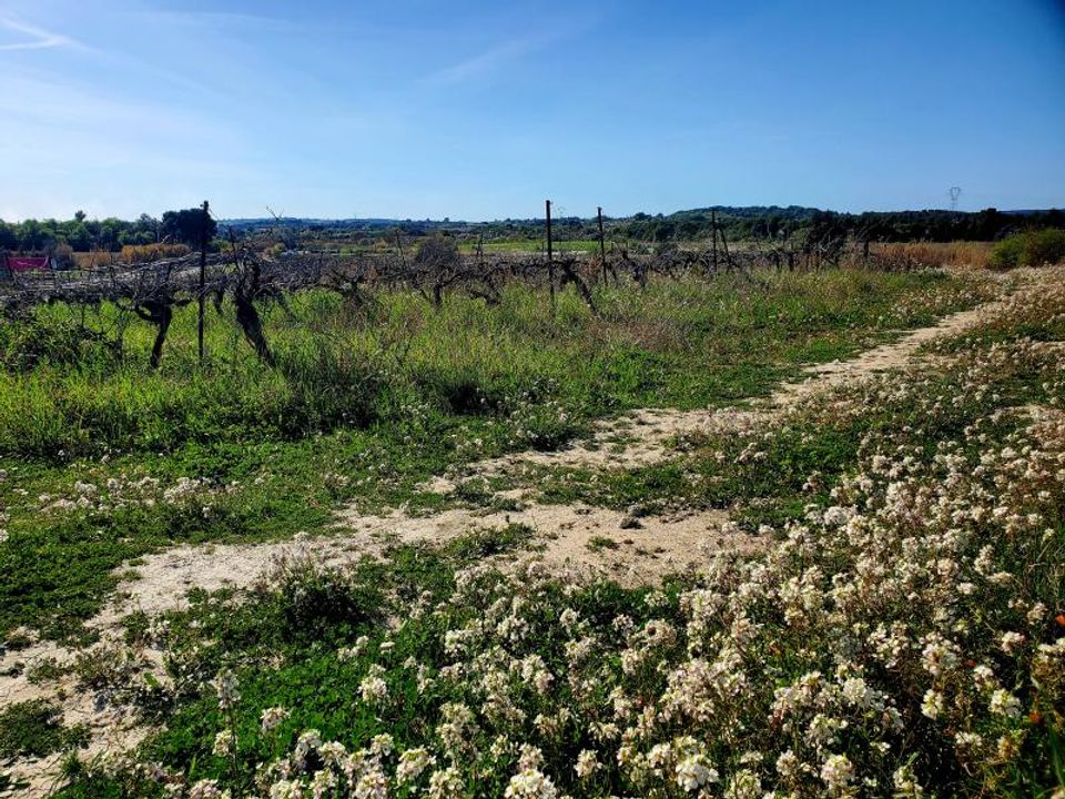Helårsgrund i Loupian, Herault - foto 1
