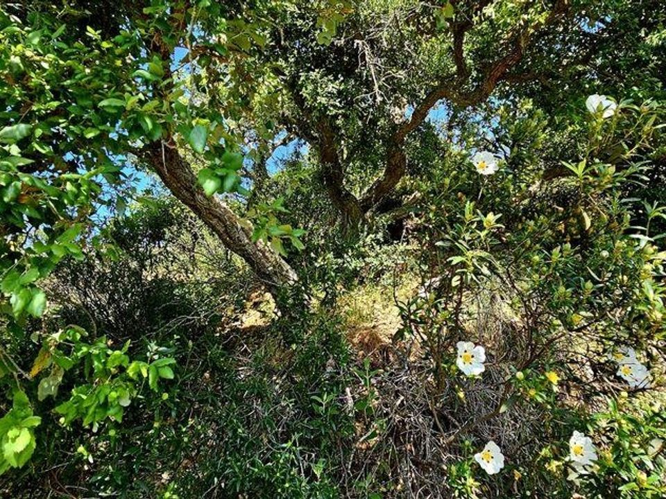 Grond in Sagres, Faro - foto 4