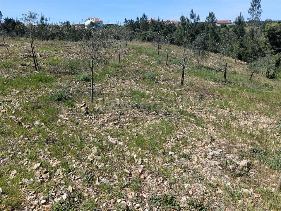 Tomt i Proenca-a-Nova, Castelo Branco - bilde 3
