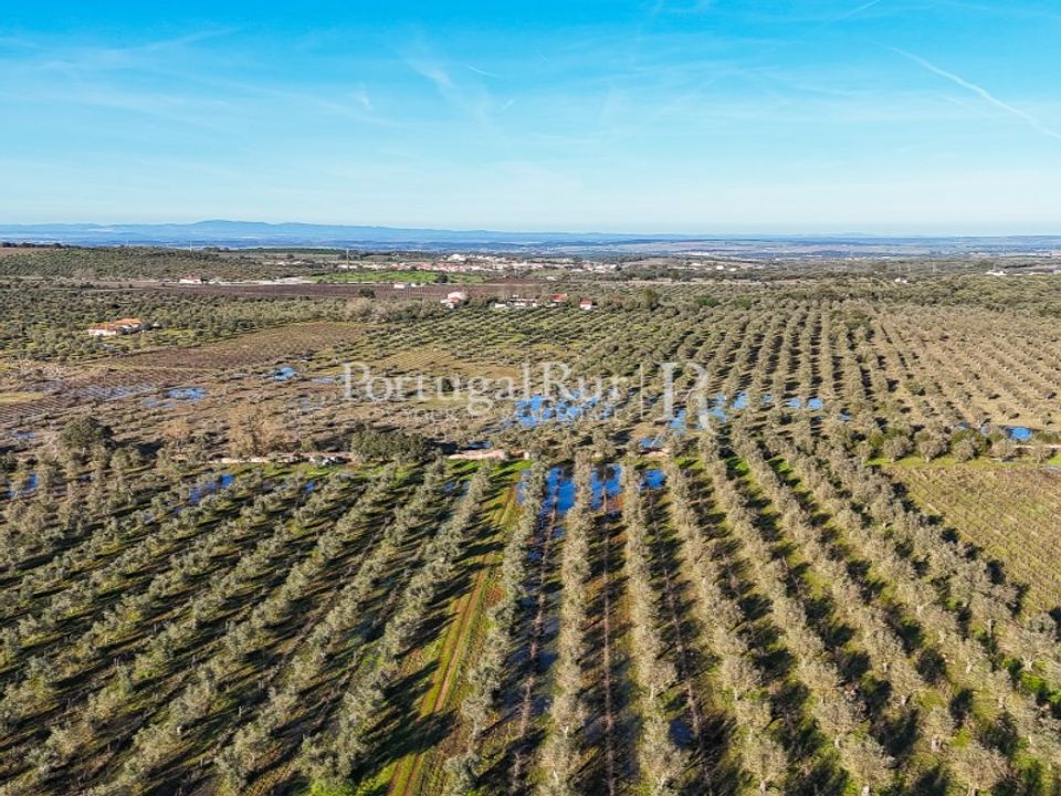 Farm i Estremoz, Evora - foto 2