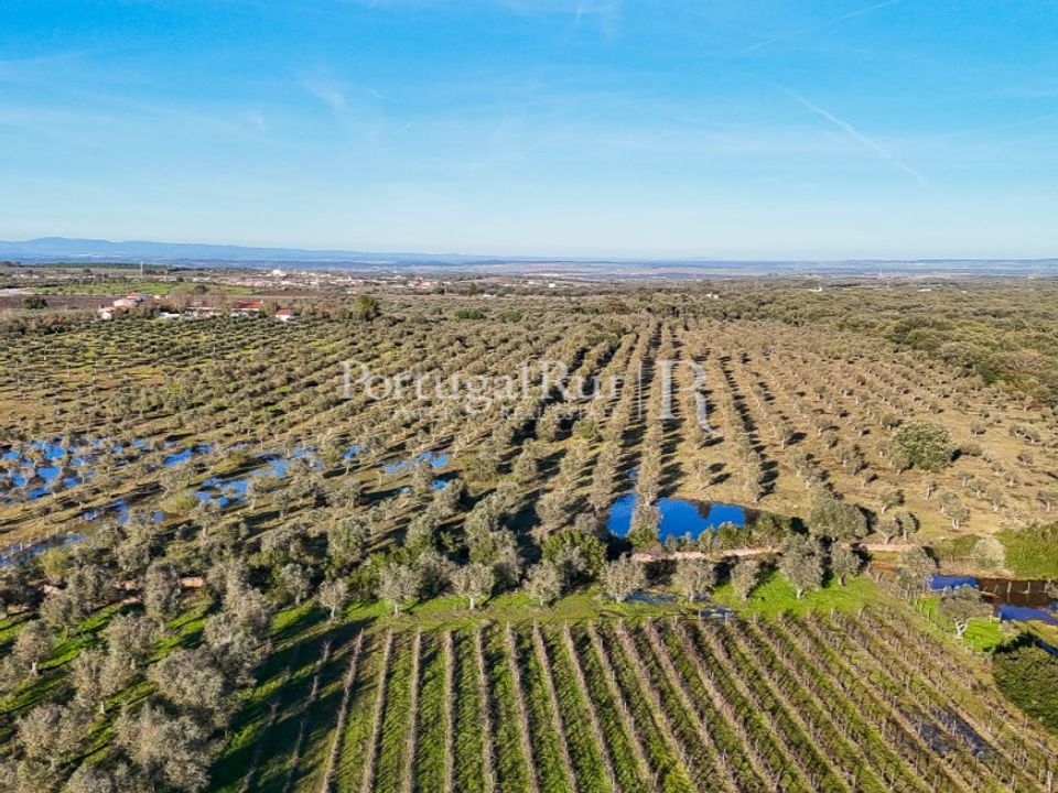 Farm i Estremoz, Evora - foto 3