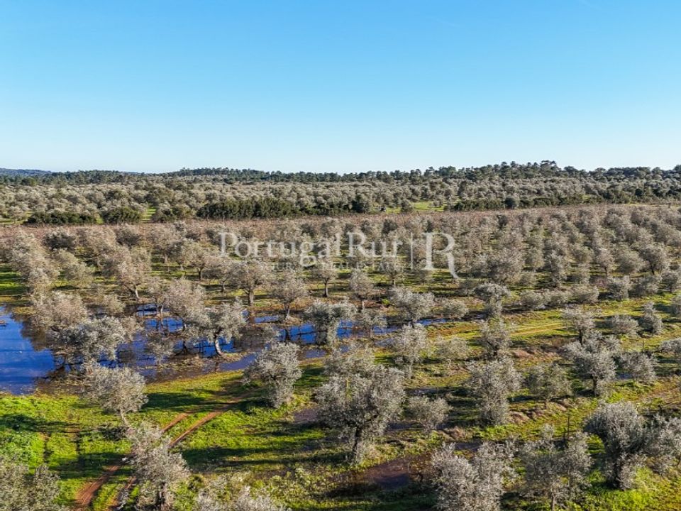 Farm i Estremoz, Evora - foto 4