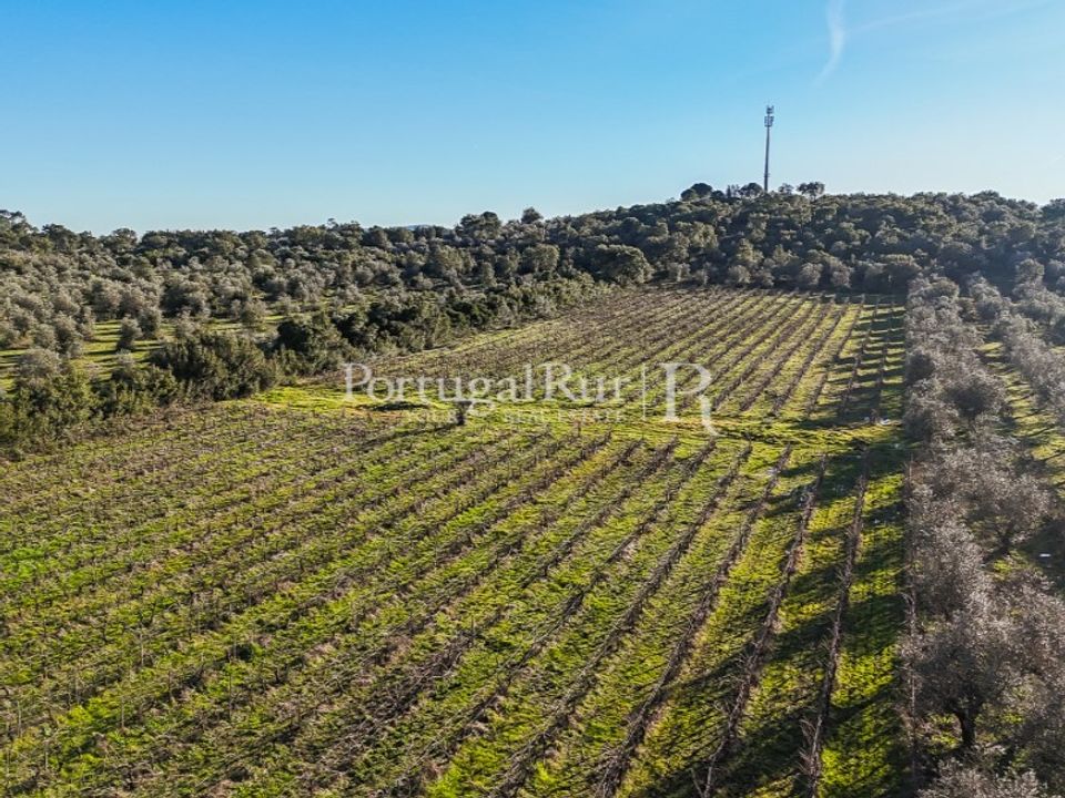 Farm i Estremoz, Evora - foto 5