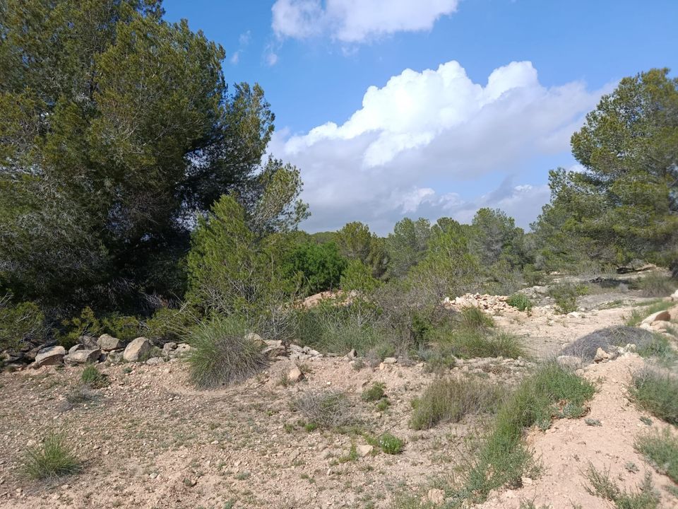 Helårsgrund i Monovar, Alicante - foto 3