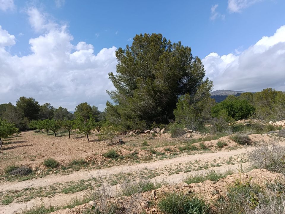 Helårsgrund i Monovar, Alicante - foto 4