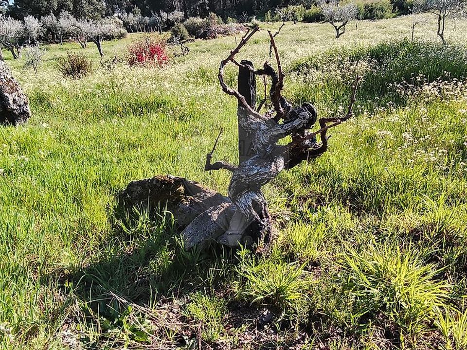 Helårsgrund i Valpacos, Vila Real - foto 2