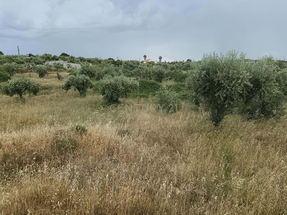 Helårsgrund i Castelo Branco, Castelo Branco - foto 4