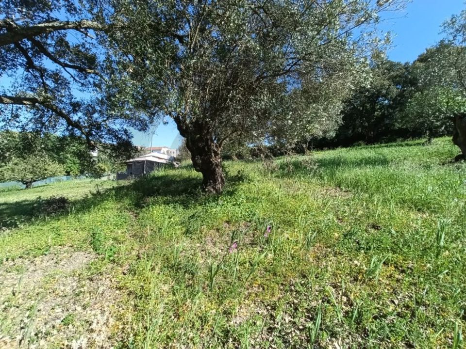 Helårsgrund i Torres Novas, Santarem - foto 3