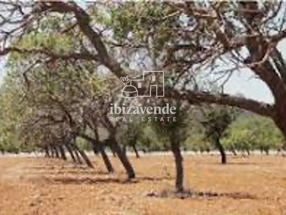 Villa i San Lorenzo De Balafia, Ibiza - foto 4