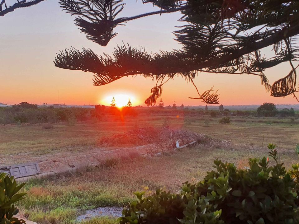 Finca i Los Montesinos, Alicante - foto 4
