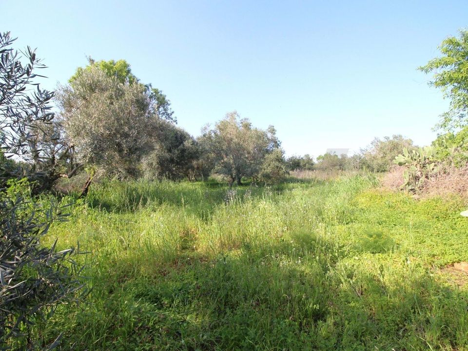 Helårsgrund i Algoz, Faro - foto 5