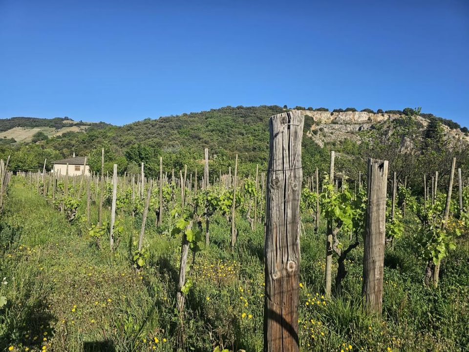 Helårsgrund i Cornas, Ardeche - foto 1