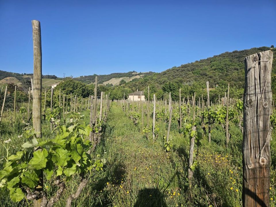 Haus in Cornas, Ardeche - Foto 2